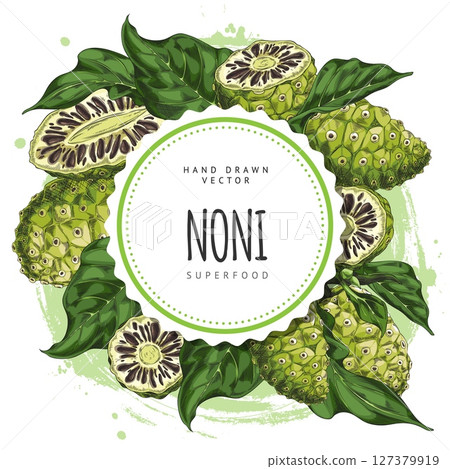 Noni fruit with leaves vector sketch, super food round label design, tropical green morinda citrifolia medicinal plant 127379919