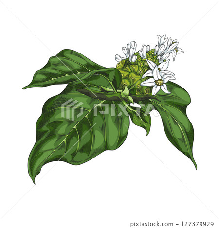 Noni fruit with leaves and flowers vector sketch, hand drawn tropical morinda citrifolia, medicinal plant, super food 127379929