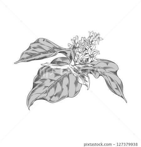 Noni fruit with leaves and flowers sketch, vector hand drawn engraved morinda citrifolia, medicinal plant, super food 127379938
