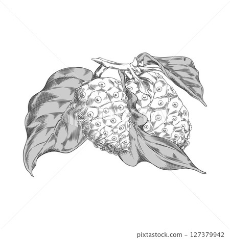 Black and white vector illustration of noni fruit on a branch with leaves. Engraved hand sketch. 127379942