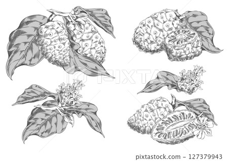 Black and white vector illustration of noni fruit set, leaves, flowers and slices. Black and white vector illustration of noni fruit set, leaves, flowers and slices. 127379943