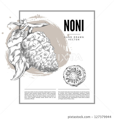 Monochrome poster with noni fruit with whole and cut on branch with leaves. 127379944