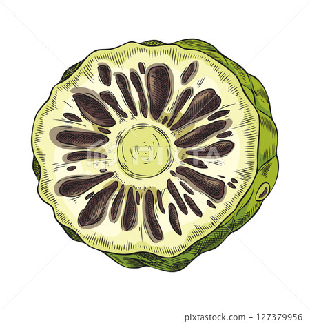 Colored vector illustration of noni slice, hand drawn. 127379956