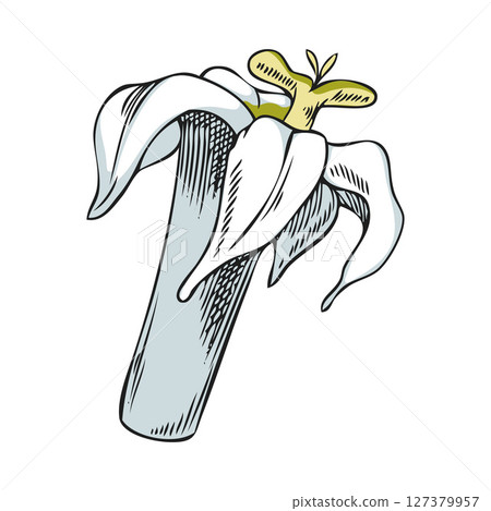 Noni tree white flower sketch, hand drawn tropical morinda citrifolia blossom foliage, vector blooming floral design Noni tree white flower sketch, hand drawn tropical morinda citrifolia blossom foliage, vector blooming floral design 127379957