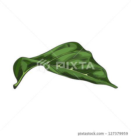 Noni fruit tree leaf sketch vector icon, hand drawn tropical morinda citrifolia green foliage, medicinal plant Noni fruit tree leaf sketch vector icon, hand drawn tropical morinda citrifolia green foliage, medicinal plant 127379959