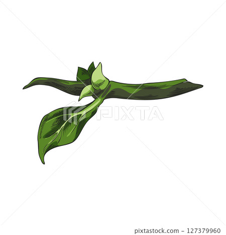 Noni fruit tree twig with leaves sketch vector icon, hand drawn tropical morinda citrifolia foliage, medicinal plant Noni fruit tree twig with leaves sketch vector icon, hand drawn tropical morinda citrifolia foliage, medicinal plant 127379960