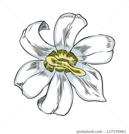 Vector watercolor illustration of noni flower sketch, hand drawn. 127379961