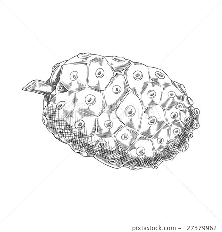 Vector black and white sketch of whole noni fruit, hand drawn. Vector black and white sketch of whole noni fruit, hand drawn. 127379962