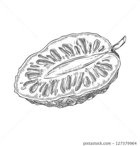 Noni cut fruit with seeds vector ink sketch, hand drawn engraved tropical morinda citrifolia medicinal plant, super food 127379964