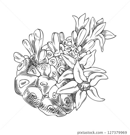 Noni fruit with flowers vector ink sketch, hand drawn engraved morinda citrifolia, medicinal plant, super food 127379969
