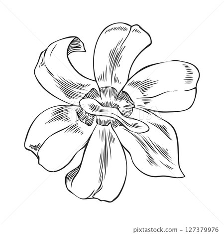 Noni tree flower sketch, engraved hand drawn tropical morinda citrifolia blossom foliage, vector blooming floral design 127379976