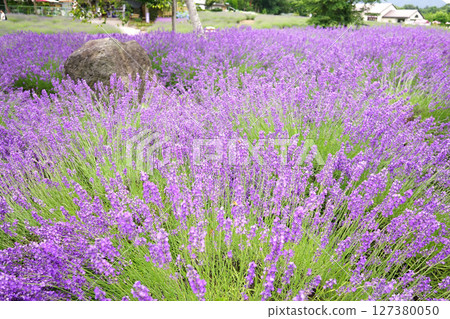 薰衣草花 薰衣草花 127380050