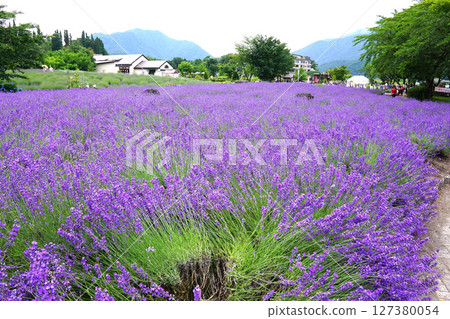 薰衣草花 127380054