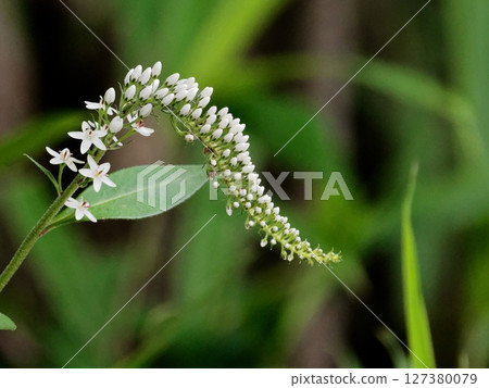 報春花科珍珠菜的花穗 127380079