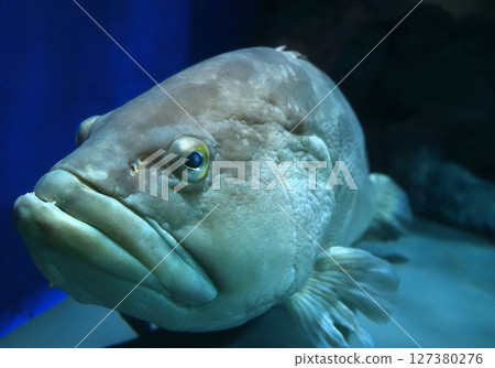 大魚 大魚 127380276
