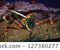 Japanese spider crab 127380277