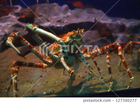 Japanese spider crab 127380277