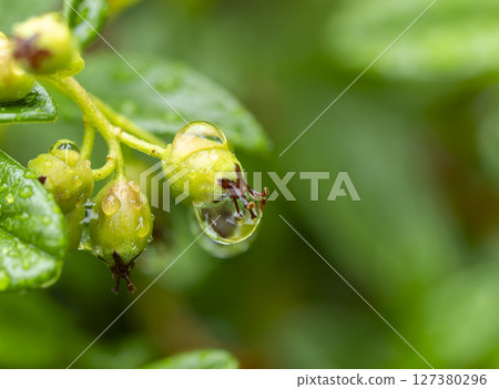 Cotoneaster fruits wet with rain 127380296