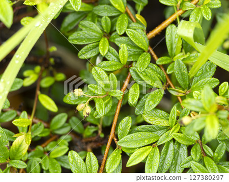 Cotoneaster fruits wet with rain Cotoneaster fruits wet with rain 127380297
