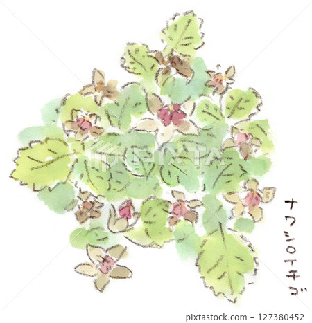 Spring plant, watercolor illustration of strawberry flower Spring plant, watercolor illustration of strawberry flower 127380452
