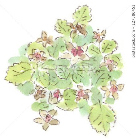 春季植物,草莓花的水彩插圖 春季植物,草莓花的水彩插圖 127380453