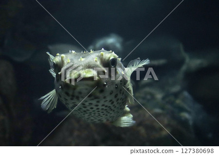 A pufferfish without a tail A pufferfish without a tail 127380698