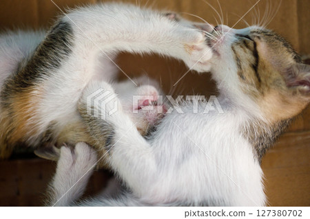 Two playful kittens wrestling in cardboard box, mouths open and paws raised 127380702