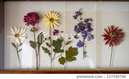 Pressed flower arrangements under glass. Background concept. Generated Image Pressed flower arrangements under glass. Background concept. Generated Image 127380786
