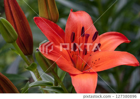 白馬岩岳百合園的百合花 白馬岩岳百合園的百合花 127380896