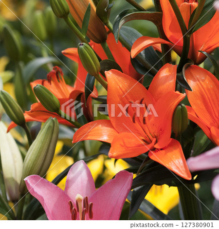 白馬岩岳百合園的百合花 127380901