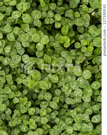 White clover wet in the rain White clover wet in the rain 127380930