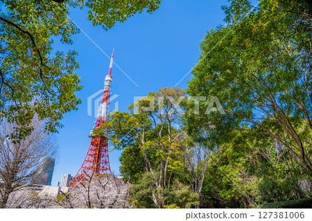 Tokyo Tower shining against the blue sky, seen from Shiba Park with its fresh greenery 127381006