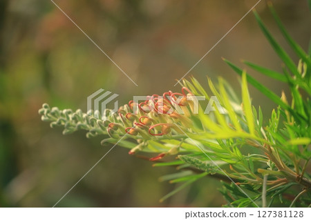 銀樺椰子冰花剛開始綻放 127381128