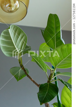 Ficus altissima Ficus altissima 127381194