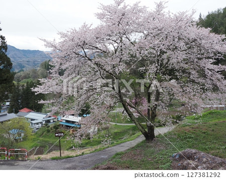 Cherry blossoms in Ogawa Village, Nagano Prefecture 127381292