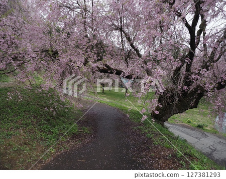 Cherry blossoms in Ogawa Village, Shinshu 127381293