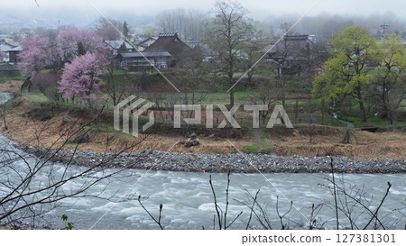 清晨的白馬村大出公園的櫻花 127381301