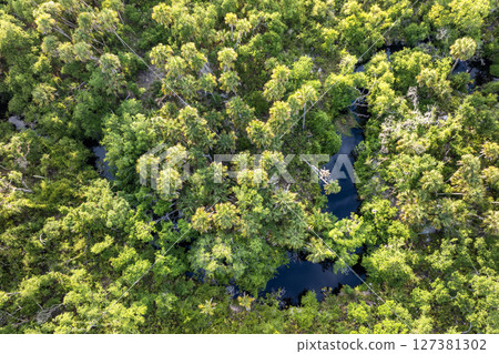 Tropical rainforest ecosystem, aerial view. Florida jungles with green palm trees, fresh water river and wild vegetation in southern USA 127381302