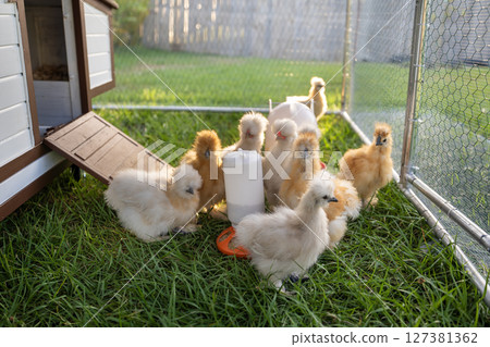 Silkie chicks in free range chicken coop. Poultry hen house with green grass in backyard garden 127381362