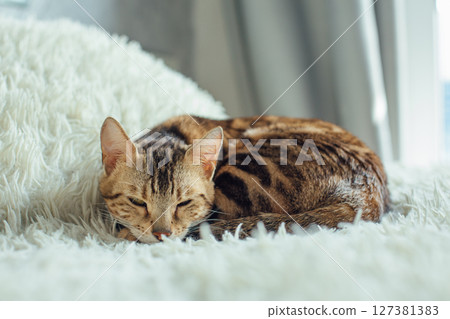 Bengal kitty cat laying on the white fury blanket Bengal kitty cat laying on the white fury blanket 127381383