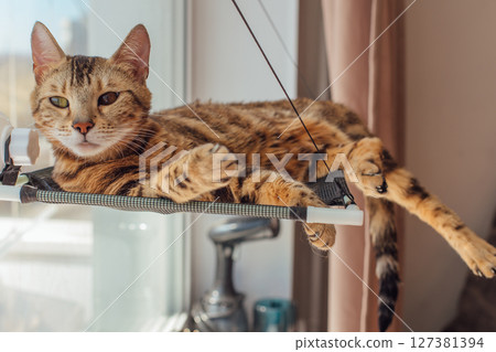 Cute little bengal kitty cat laying on the cat's window bed watching on the room. Cute little bengal kitty cat laying on the cat's window bed watching on the room. 127381394