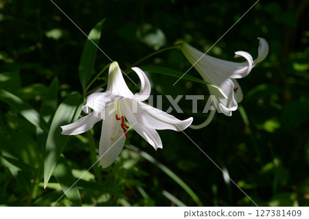 莎莎尤里 127381409