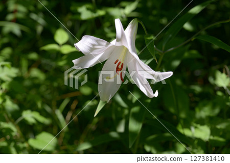 莎莎尤里 127381410