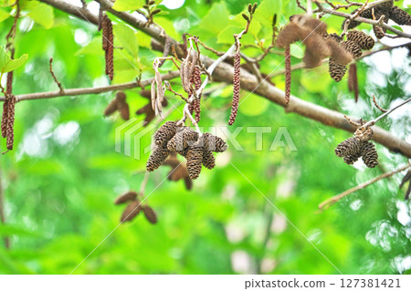 去年的赤楊果實（春季，五月） 127381421