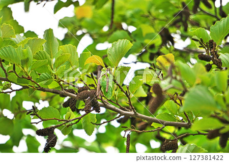 去年的赤楊果實（春季，五月） 127381422