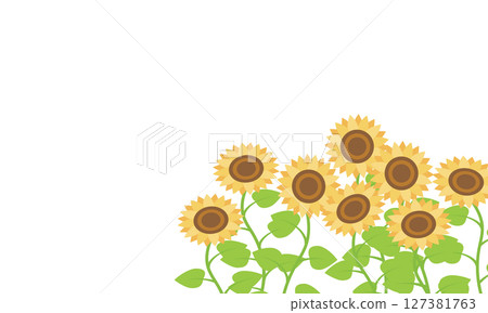 Landscape of sunflowers lined up side by side 127381763