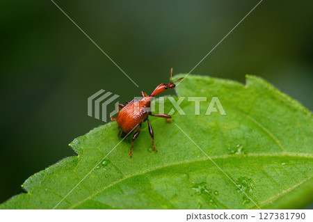 Giraffe Weevil Beetle insects on the leaf in real nature in Thailand Giraffe Weevil Beetle insects on the leaf in real nature in Thailand 127381790