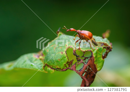 Giraffe Weevil Beetle insects on the leaf in real nature in Thailand Giraffe Weevil Beetle insects on the leaf in real nature in Thailand 127381791