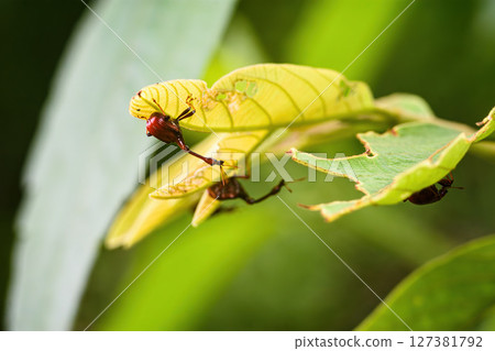 Giraffe Weevil Beetle insects on the leaf in real nature in Thailand Giraffe Weevil Beetle insects on the leaf in real nature in Thailand 127381792