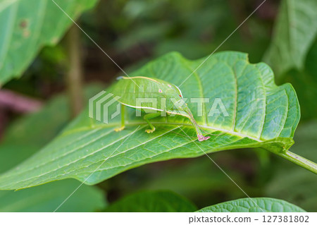 Close up of Pseudophyllus titan or giant leaf katydid on green leaf Close up of Pseudophyllus titan or giant leaf katydid on green leaf 127381802